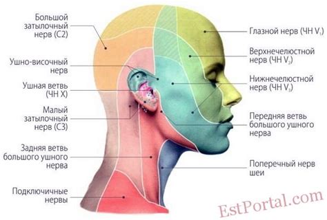  Роль пятого головного нерва в иннервации лица и головы 