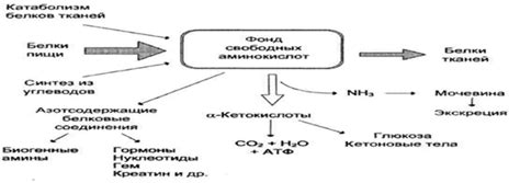  Роль соляной кислоты в функционировании пищеварительной системы 