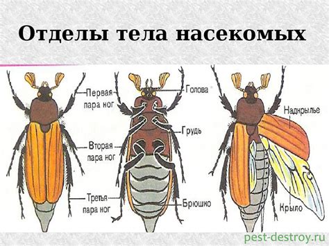  Строение и особенности насекомых: удивительные архитекторы природы 