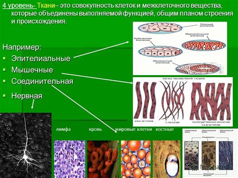  Ткани: объединение клеток для выполнения определенной функции 