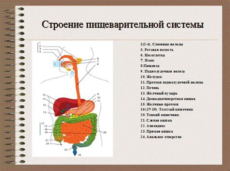  Увеличение эффективности пищеварения и повышение общего состояния организма 