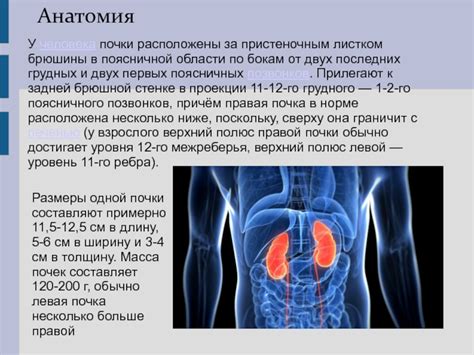  Укрепление и поддержание здоровья правой почки у представительниц прекрасного пола 