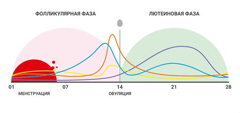  Уравновешивание гормонального фона и стабилизация месячного цикла: влияние на организм