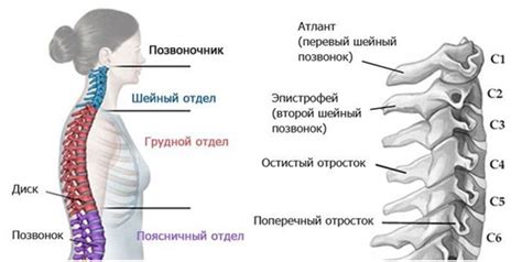  Функции верхнего шейного позвонка: значимость ухода за его здоровьем 