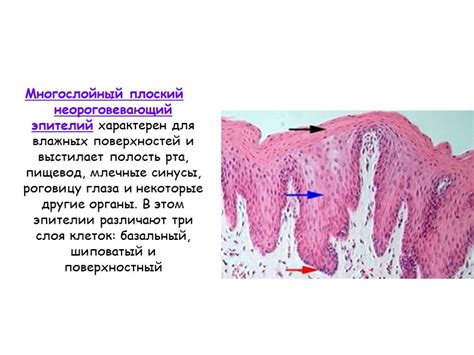  Функции многослойного плоского эпителия 