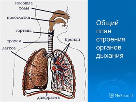  Функции органов дыхания с виду спины 