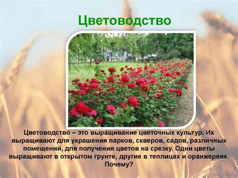  Экологические особенности мест, где процветает алый боб в нашей стране. 