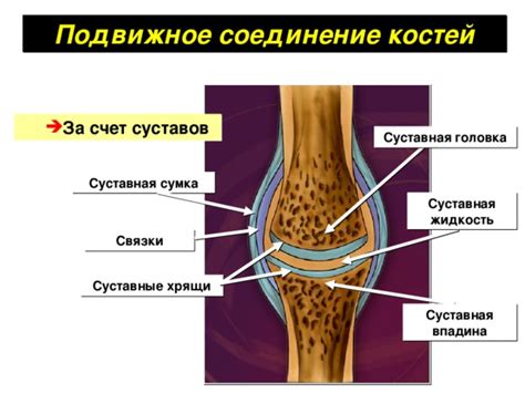  Эпифиз: суставные окончания костей, важные для формирования подвижности 