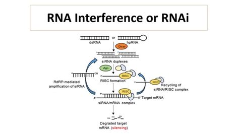 RNA-интерференция (RNAi) и ее роль в регуляции генов