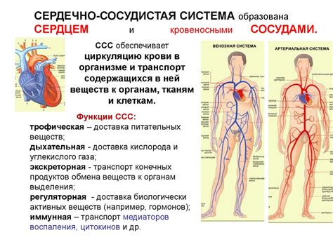 Авокадо и сердечно-сосудистая система