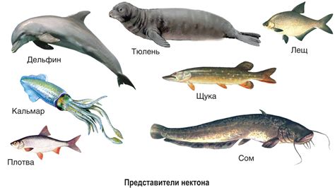 Адаптация к суше и воде