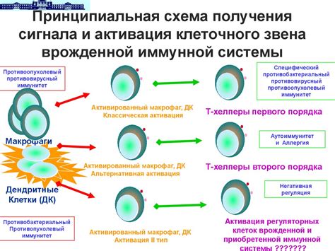 Активация иммунной системы организма