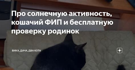 Активность и энергия кота