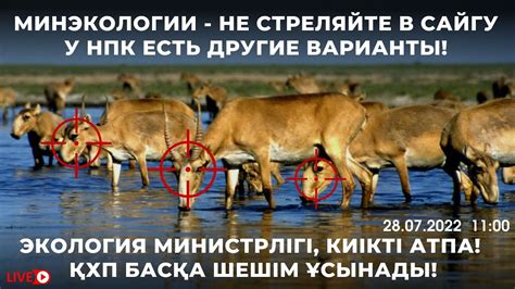 Альтернативные методы регулирования популяции муравьев по исламским принципам