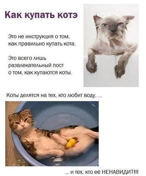 Альтернативные средства для мытья кота