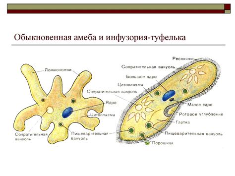 Амеба: строение и функции