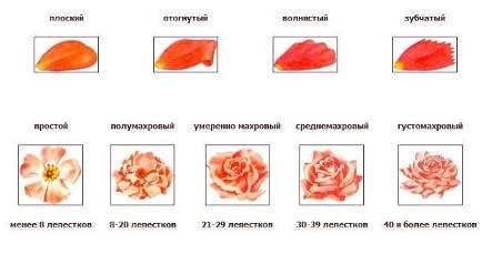 Анализ лепестков и формы цветка