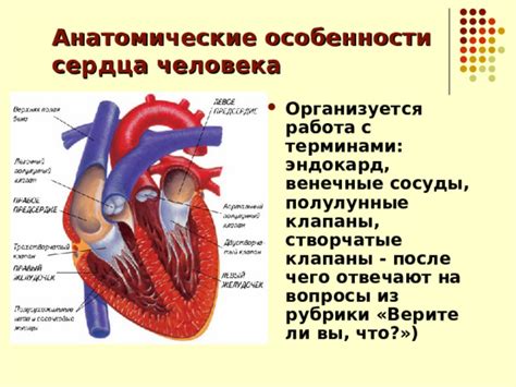 Анатомические особенности сосудов человека