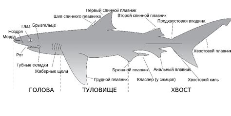 Анатомия акулы: строение плавательного аппарата