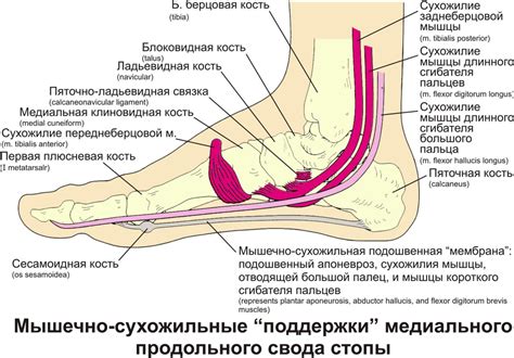 Анатомия ног и пропорции