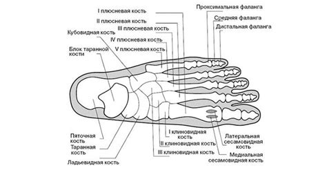 Базовые анатомические особенности стопы