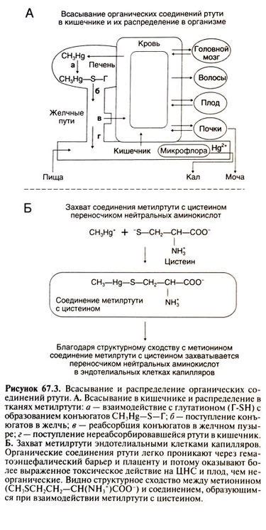 Безопасные методы использования ртути