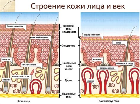 Биологические особенности кожи