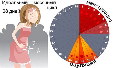 Биологический цикл у женщин