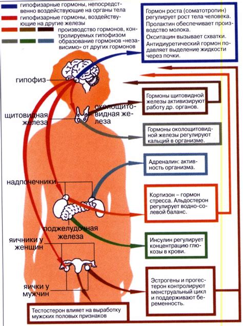 Биологически активные вещества рисовой муки и их влияние на организм