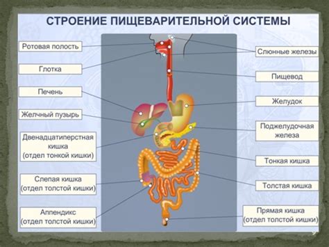 Биология синего кита: строение пищеварительной системы
