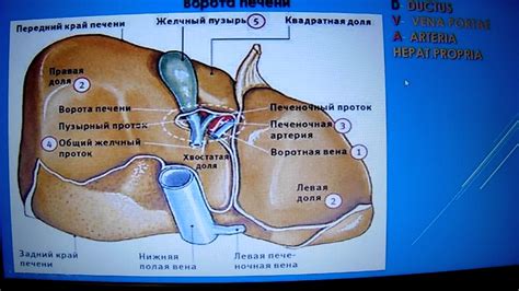 Биопсия печени и желчного пузыря: