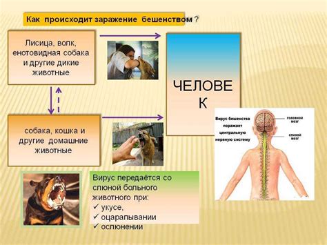 Блок 2: Механизм перехода от собаки к человеку