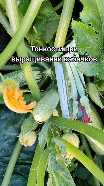 Борьба с вредителями в тепличных условиях при выращивании кабачков