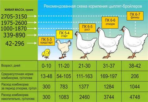 Бройлерный комбикорм способствует быстрому росту и развитию цыплят