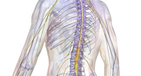 Важная роль спинного мозга в организме