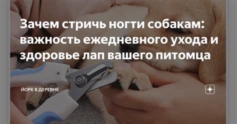 Важность ежедневного ухода