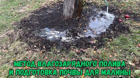 Важность подготовки почвы и правильного полива