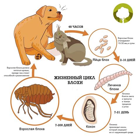 Важность правильной борьбы с блохами
