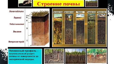 Важность правильной подготовки почвы