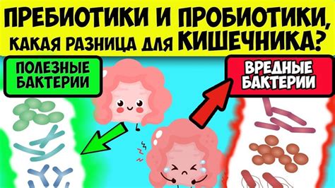 Важность принятия пробиотиков