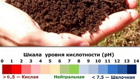 Важность регулярного контроля и регулировки рН почвы для достижения лучших результатов