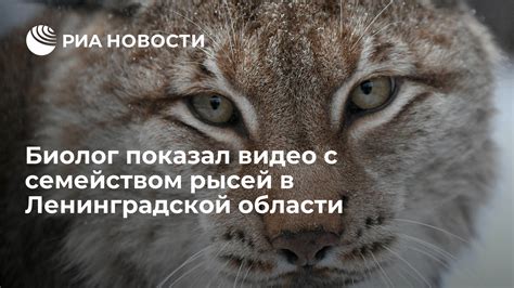 Важность экологической роли рысей в экосистеме Ленинградской области