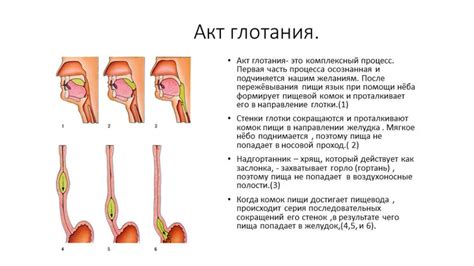 Важные факты о безопасности глотания косточек винограда у детей