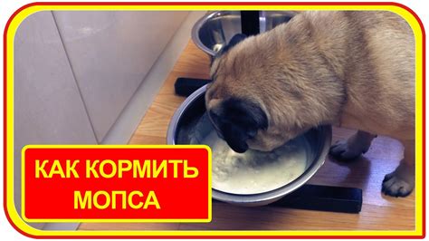 Варианты здорового питания щенка