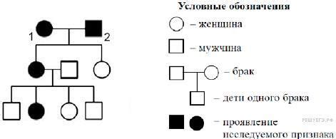 Вероятность рождения детей с разными фенотипами при наличии нескольких пар генов