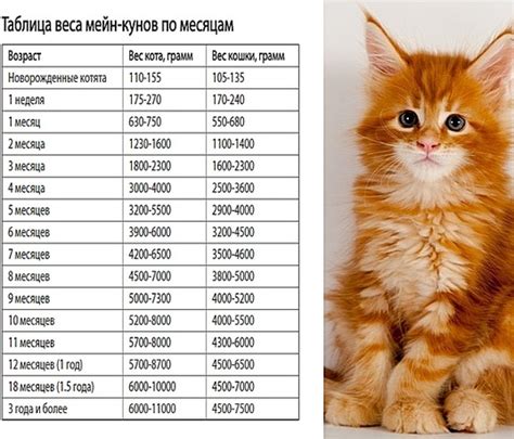 Вес и размеры кота