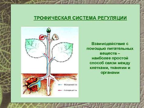 Взаимодействие питательных веществ