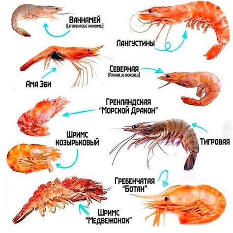 Виды креветок в морской и пресной воде