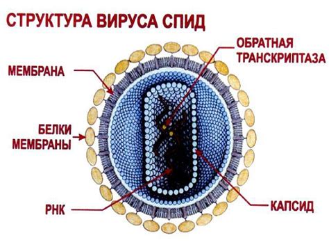 Вирусы и их природа