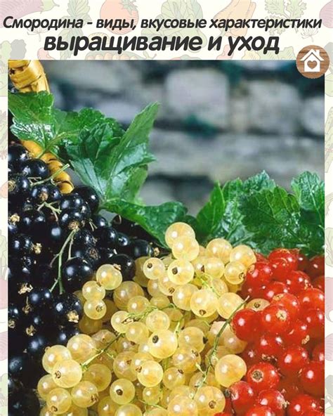 Вкусовые характеристики и применение